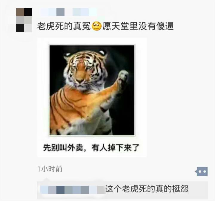 宁波动物园老虎互动新故事揭晓