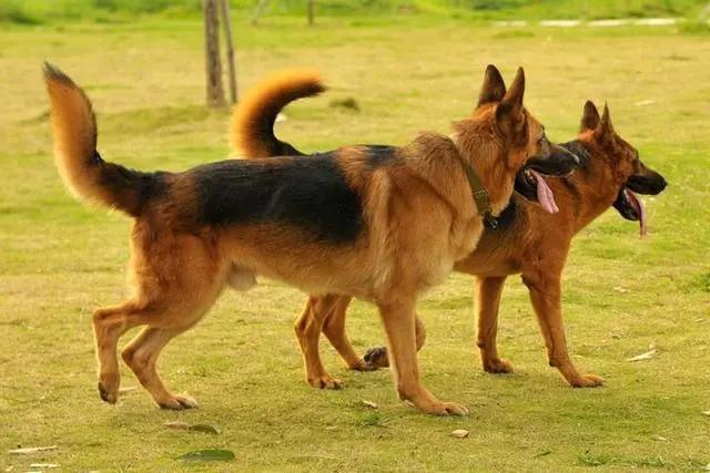 全球十大忠诚犬种温馨盘点