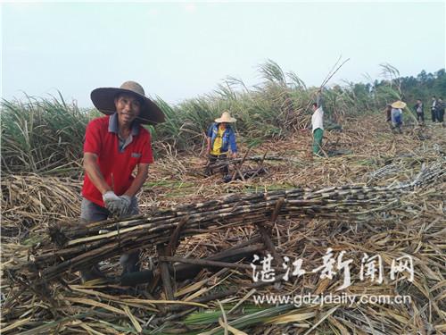 前沿科技引领，全新升级款砍蔗利器——高效节能砍甘蔗机震撼上市！