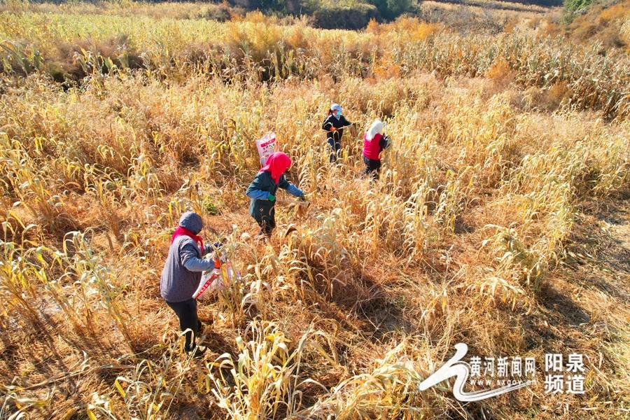 前沿科技赋能，全新升级版打葫芦脱粒神器震撼上市！